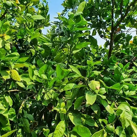 Xho's Forest 4* Berat