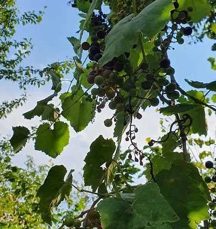 Xho's Forest 4* Berat