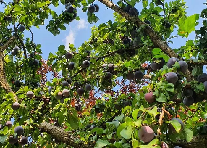 Xho's Forest Берат