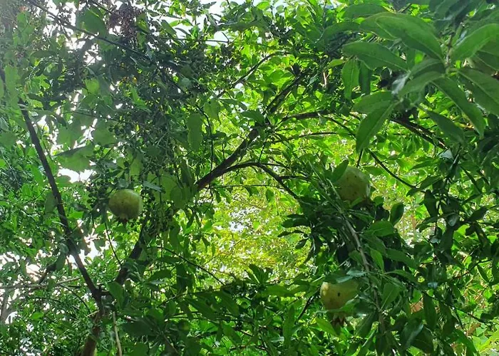 Casa de hóspedes Xho's Forest