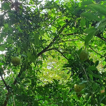 Pensionat Xho's Forest