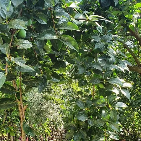 Xho's Forest Pensionat