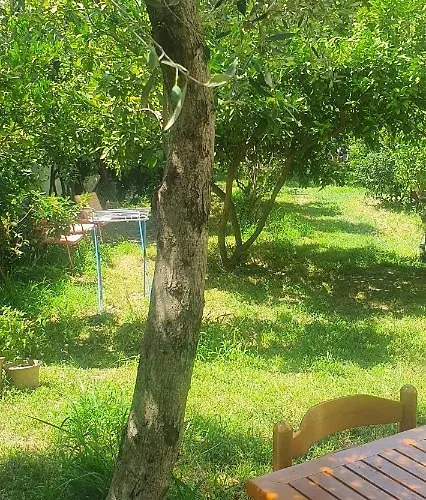 Konukevi Xho's Forest