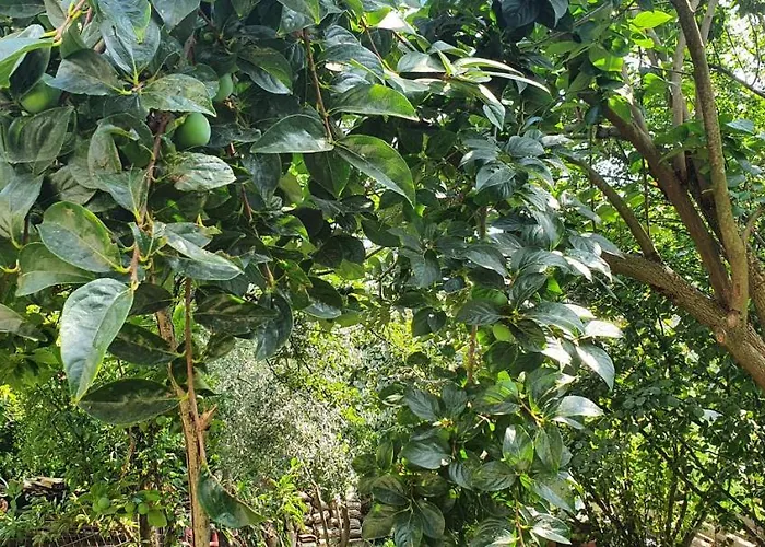Xho's Forest Konukevi